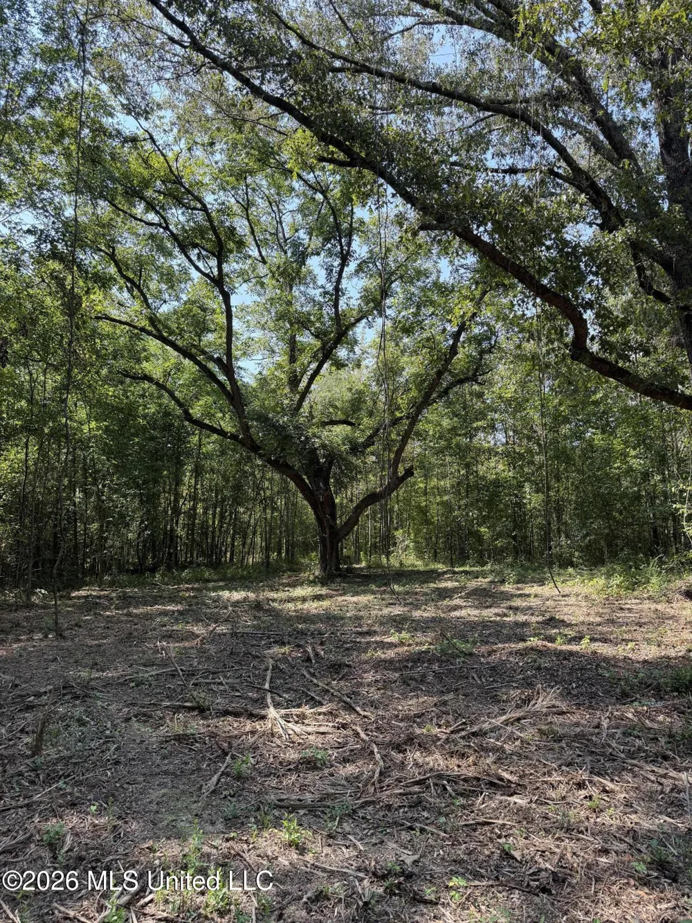 Potluck Road Canton, MS 39046