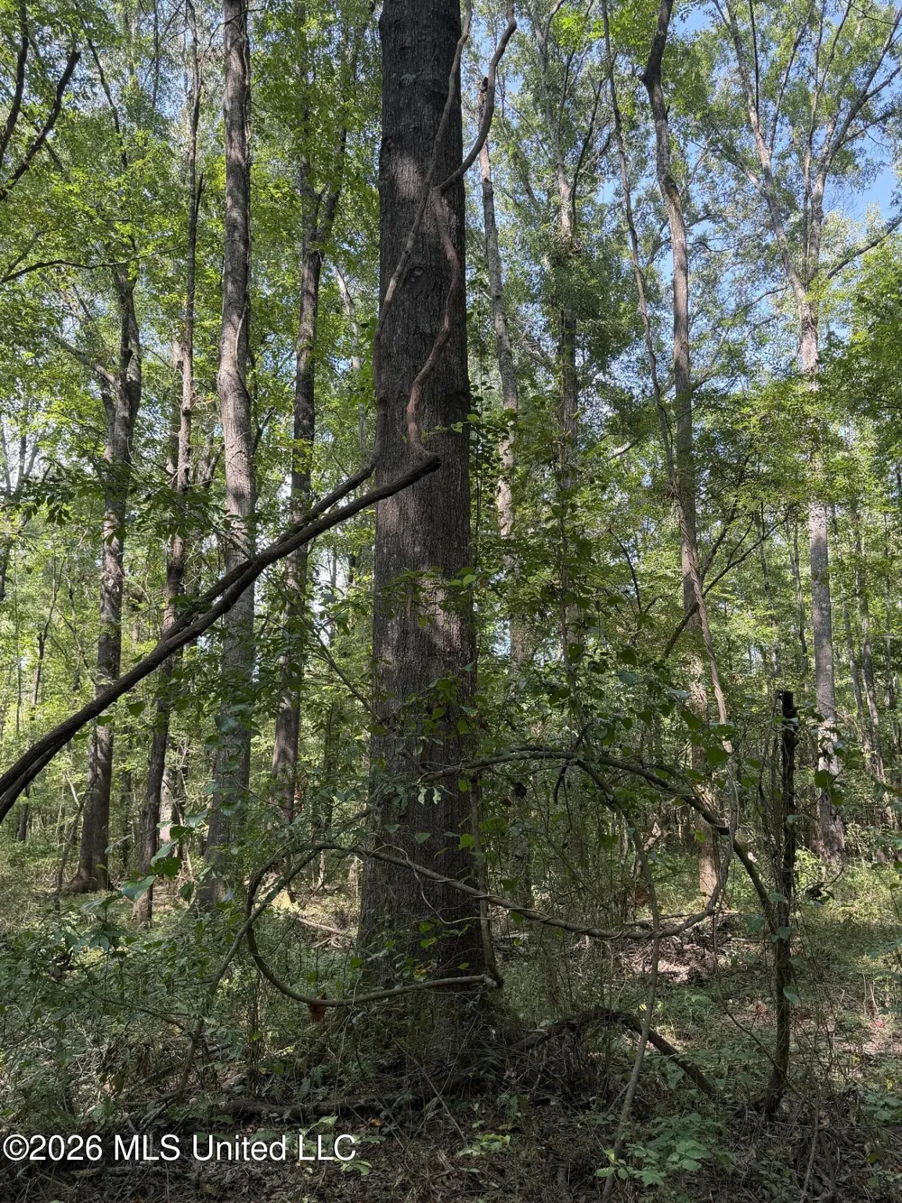 Potluck Road Canton, MS 39046