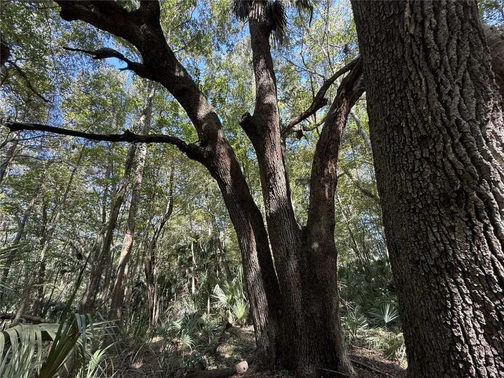 WOH #1 (15ac) NW 193RD ST Micanopy, FL 32667