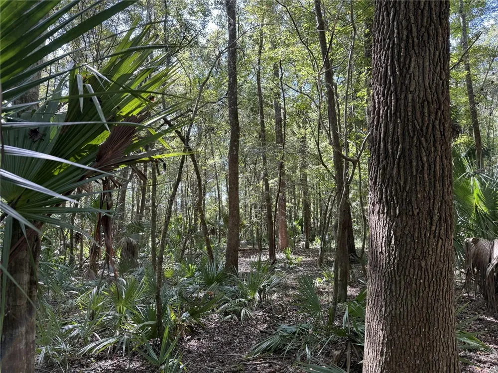 WOH #1 (15ac) NW 193RD ST Micanopy, FL 32667