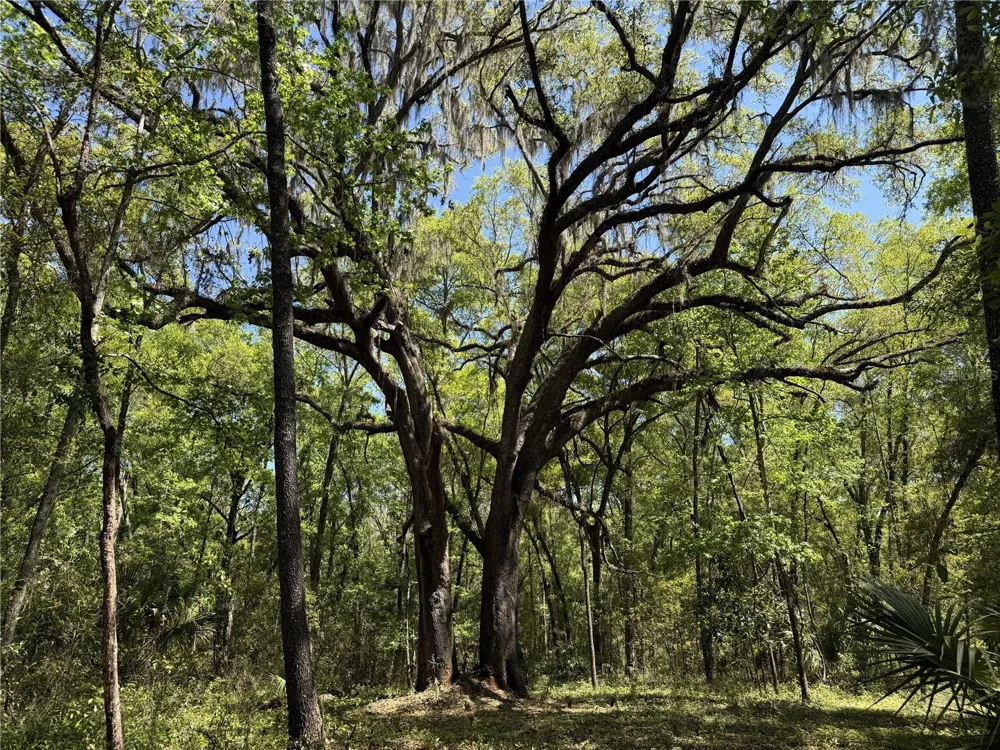 WOH #1 (15ac) NW 193RD ST Micanopy, FL 32667