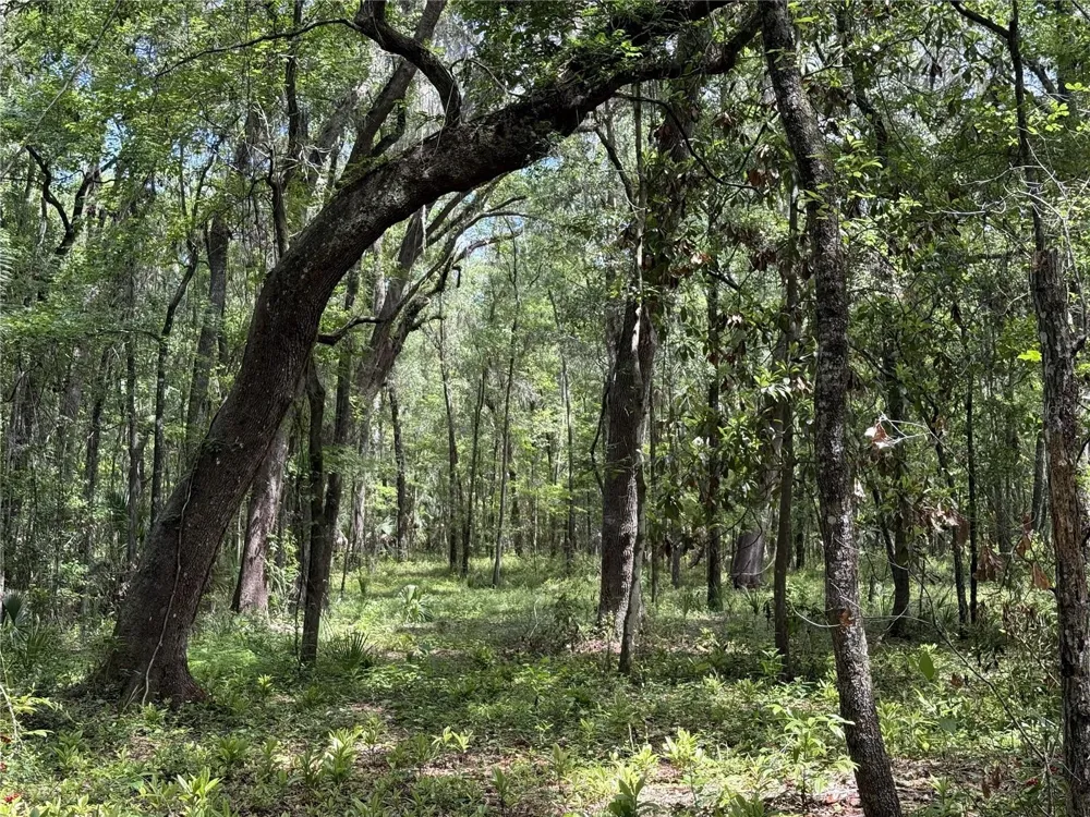 WOH #1 (15ac) NW 193RD ST Micanopy, FL 32667