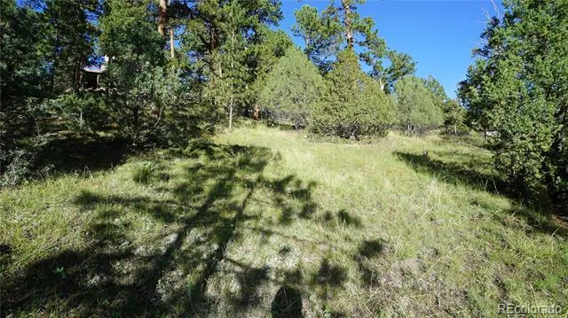 Bob Cat Trail Bailey, CO 80421