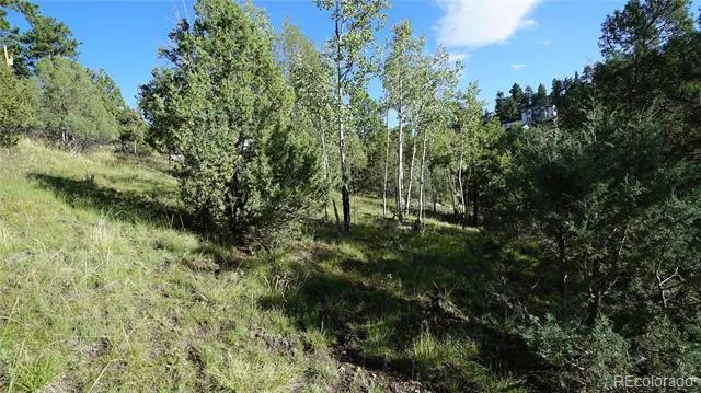 Bob Cat Trail Bailey, CO 80421