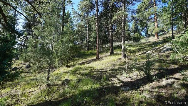 Bob Cat Trail Bailey, CO 80421