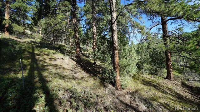 Bob Cat Trail Bailey, CO 80421