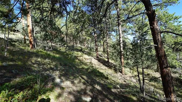 Bob Cat Trail Bailey, CO 80421
