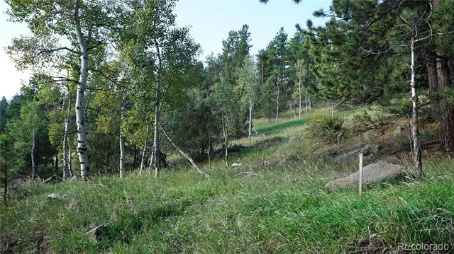 Bob Cat Trail Bailey, CO 80421