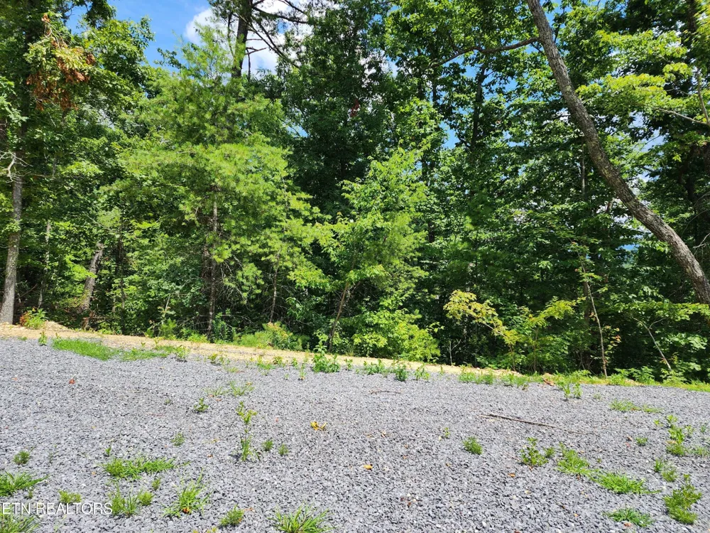 0 Tiger Lilly Drive Cosby, TN 37722