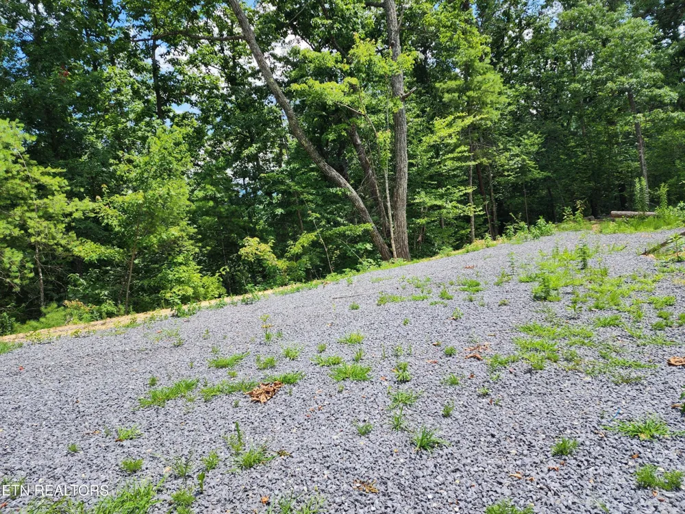 0 Tiger Lilly Drive Cosby, TN 37722