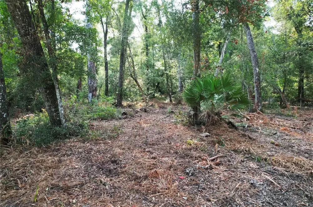 NE 497TH STREET Old Town, FL 32680