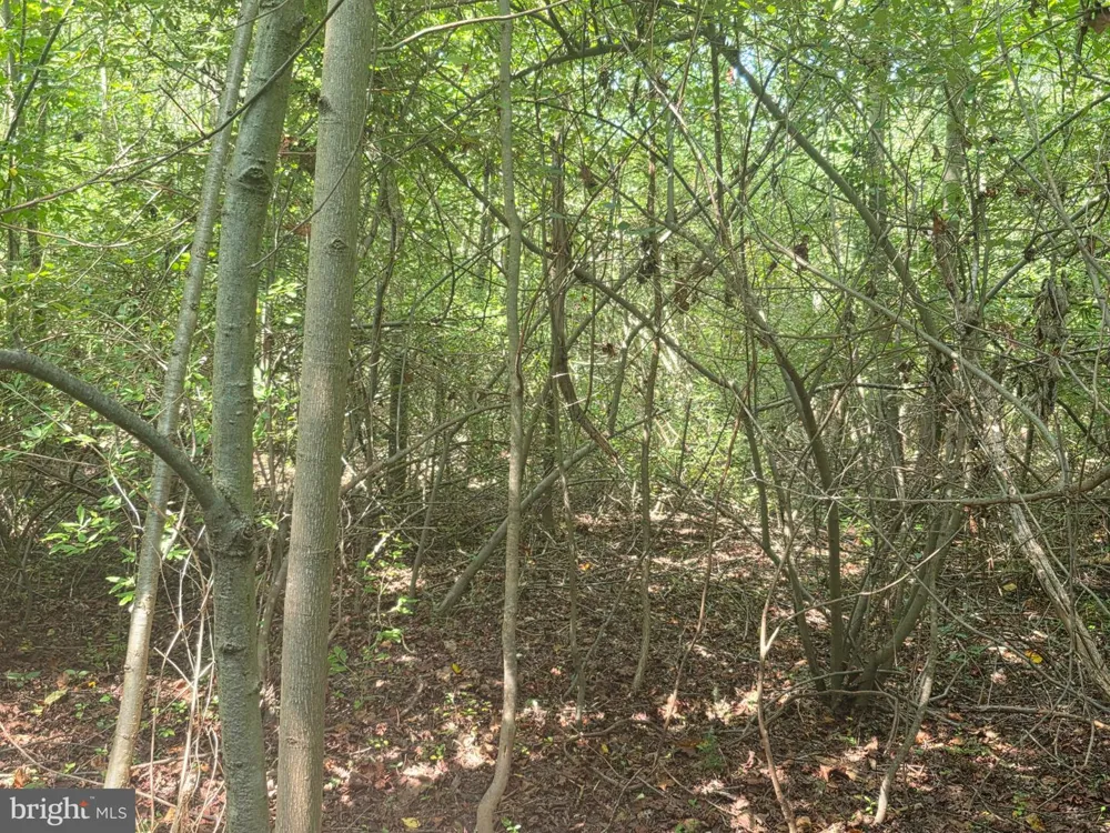 TERRY'S ROAD #LOT 35A Berkeley Springs, WV 25411