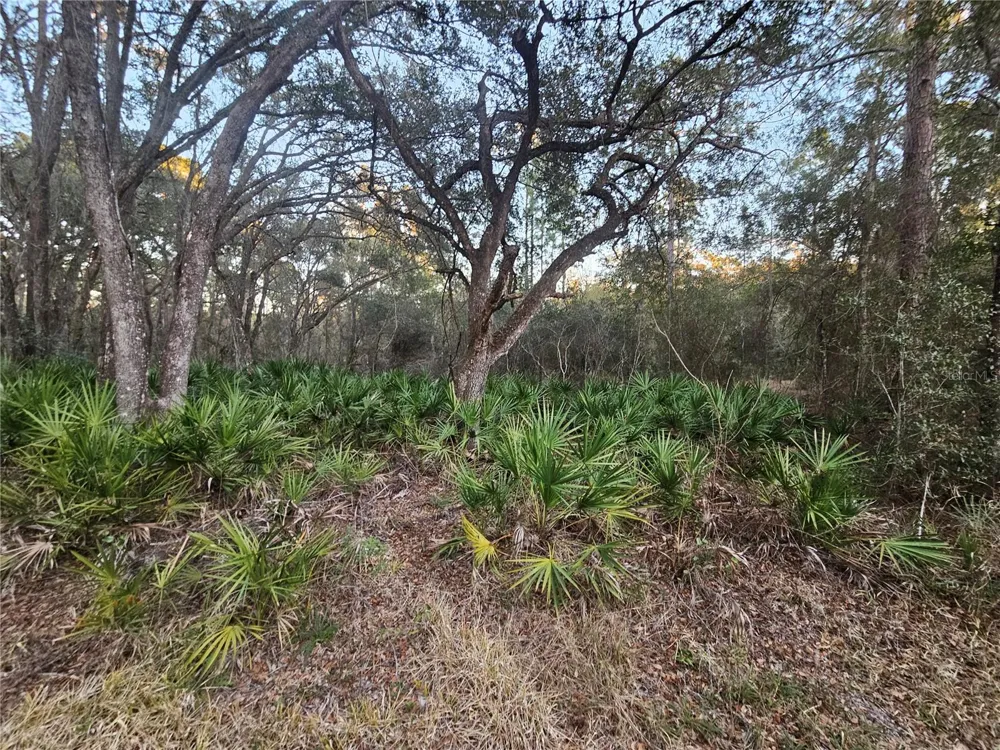 ROSEHILL DRIVE Webster, FL 33597