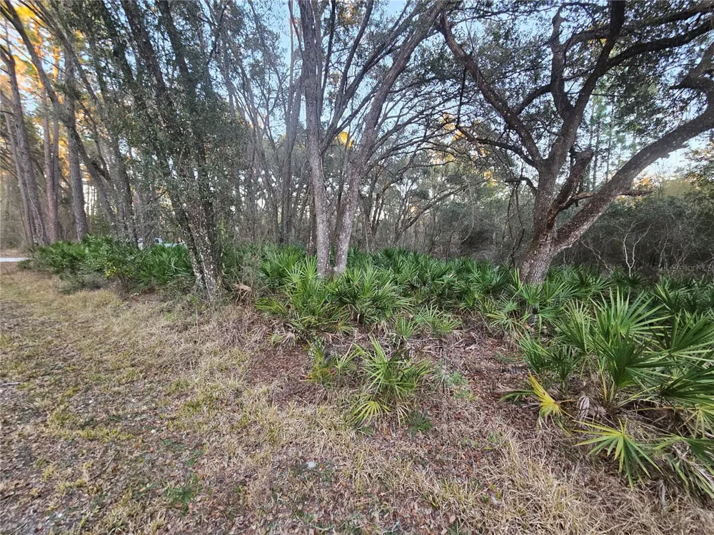ROSEHILL DRIVE Webster, FL 33597