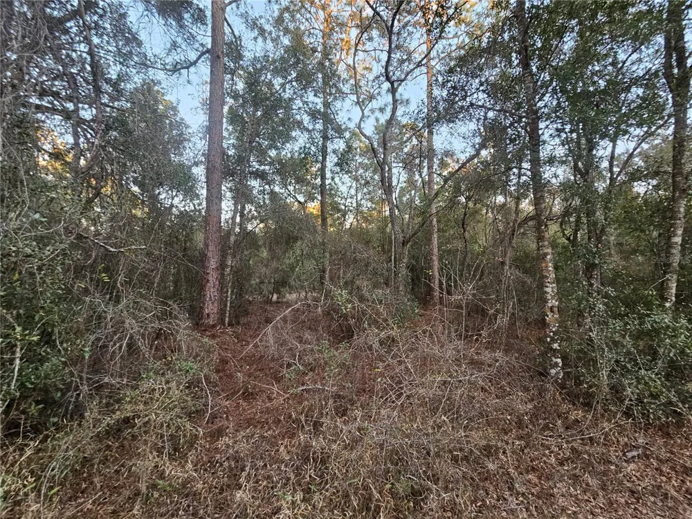 ROSEHILL DRIVE Webster, FL 33597
