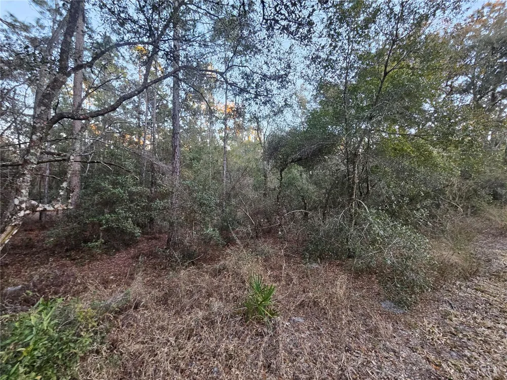 ROSEHILL DRIVE Webster, FL 33597
