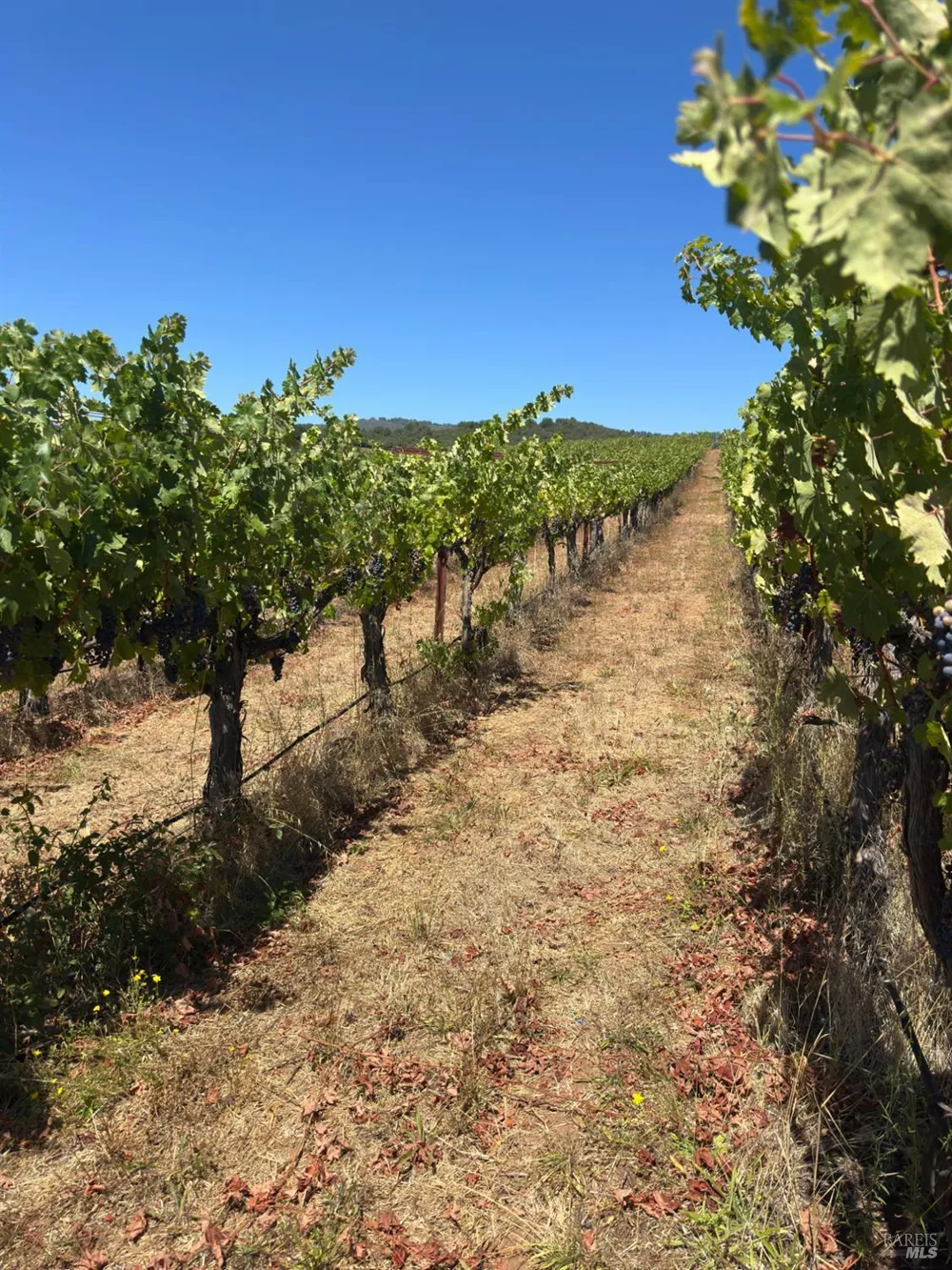 3585 Soda Canyon Road Napa, CA 94558