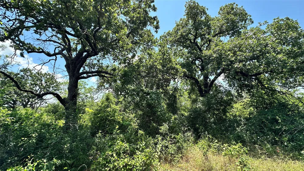 County Road 295 Carbon, TX 76435