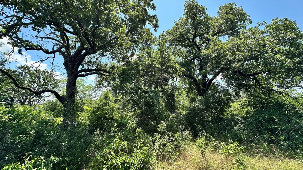 County Road 295 Carbon, TX 76435
