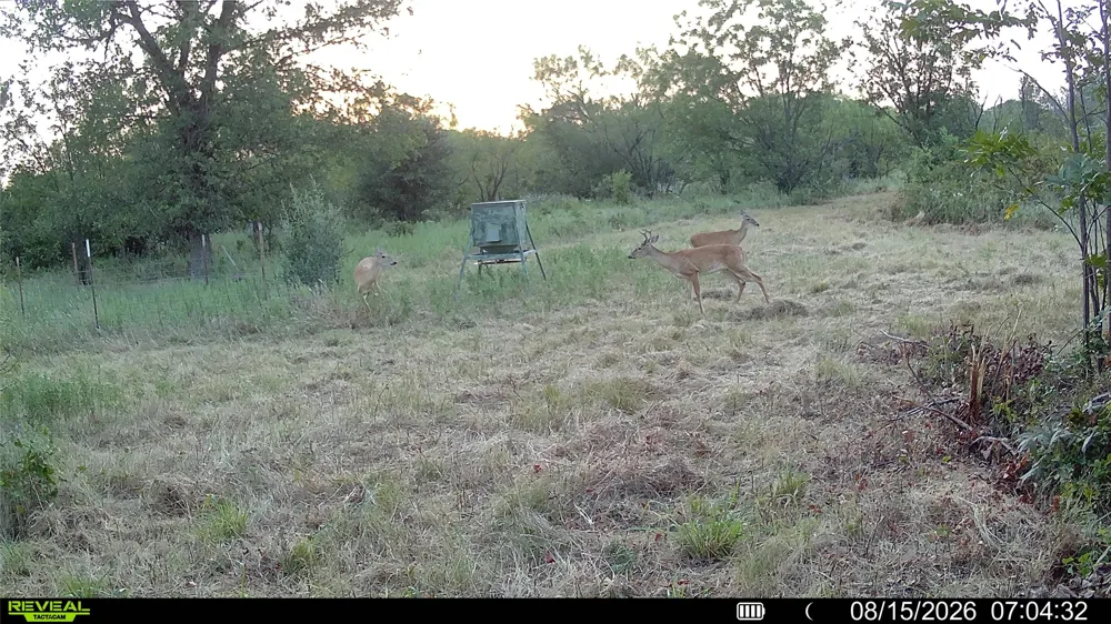 County Road 295 Carbon, TX 76435