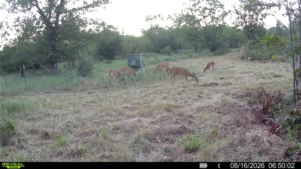 County Road 295 Carbon, TX 76435
