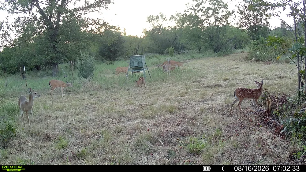 County Road 295 Carbon, TX 76435