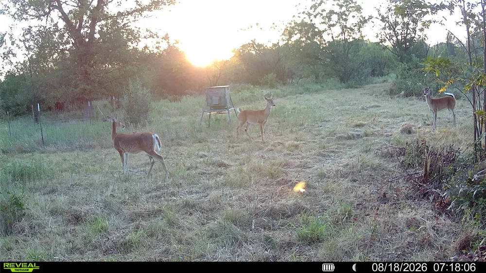 County Road 295 Carbon, TX 76435