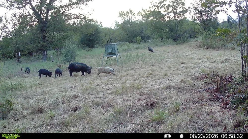 County Road 295 Carbon, TX 76435