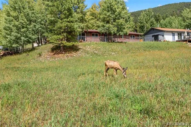 1035 Park View Woodland Park, CO 80863