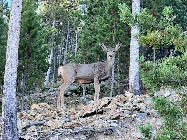 86 Yarrow Trail Evergreen, CO 80439