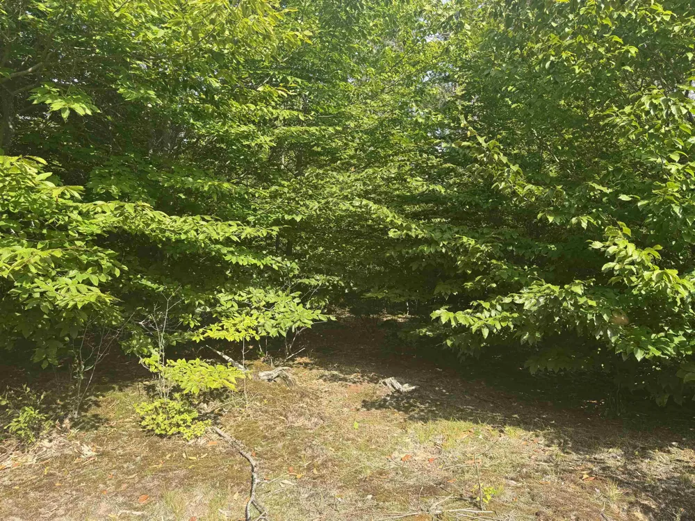King Road Joyfield Township, MI 49616
