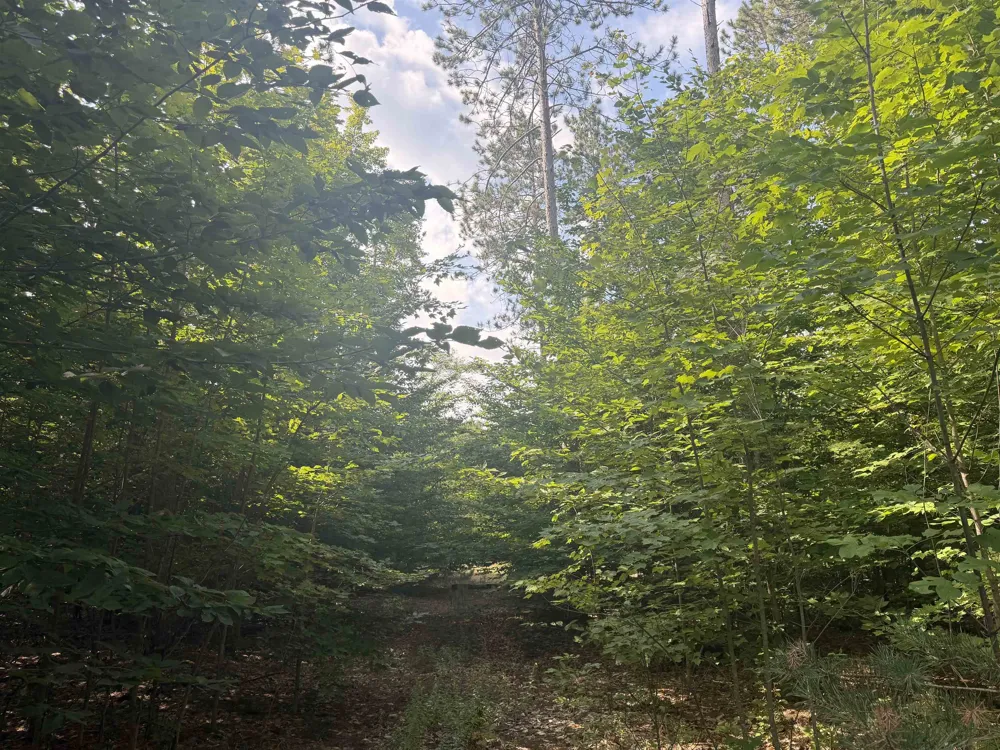 King Road Joyfield Township, MI 49616