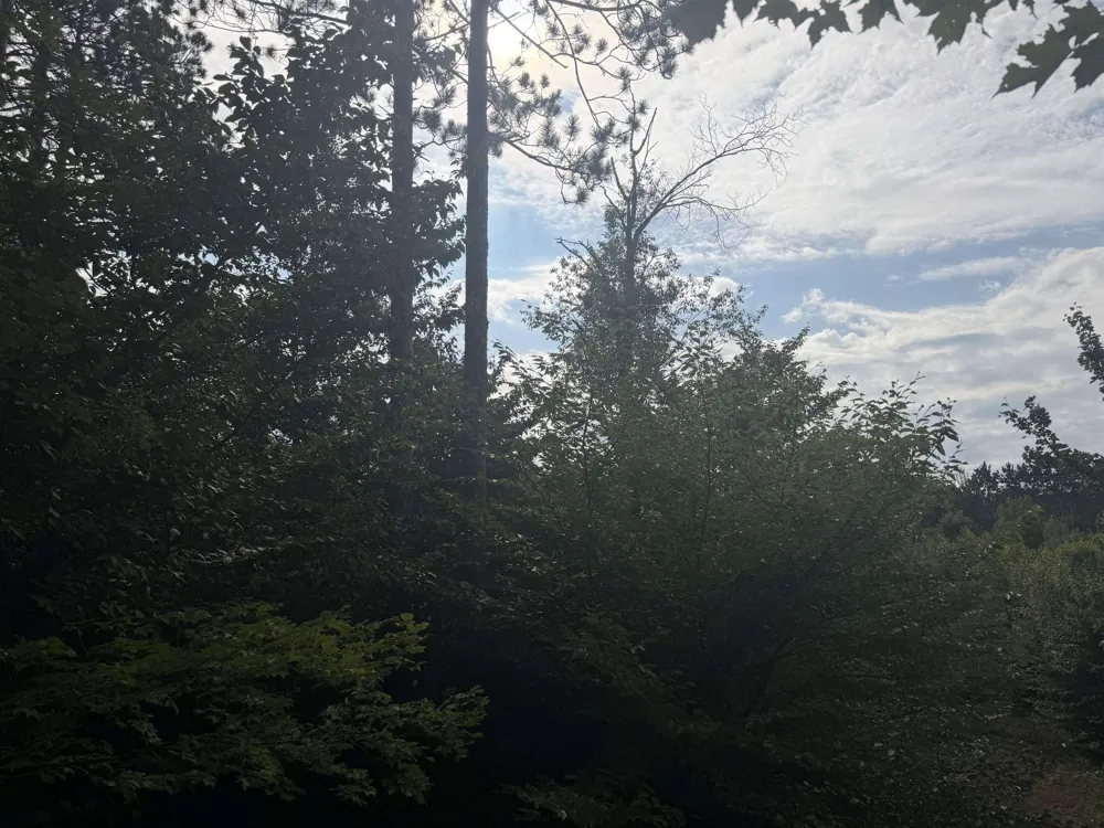King Road Joyfield Township, MI 49616