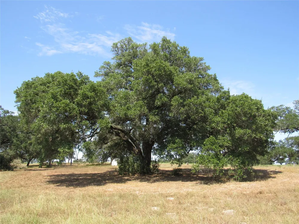 7863 Fm 332 Road Brenham, TX 77833