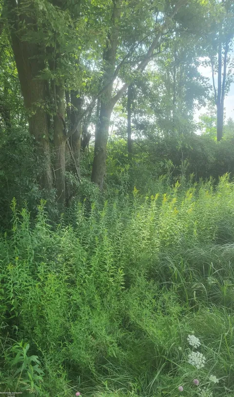 SHERIDAN ROAD