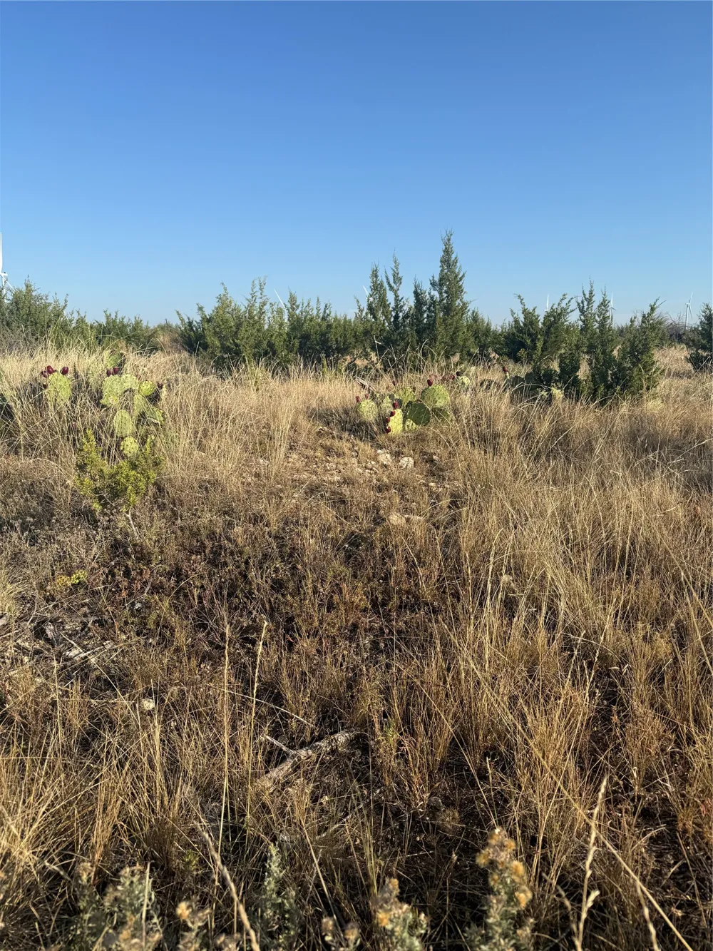2033 CR 351 Merkel, TX 79536