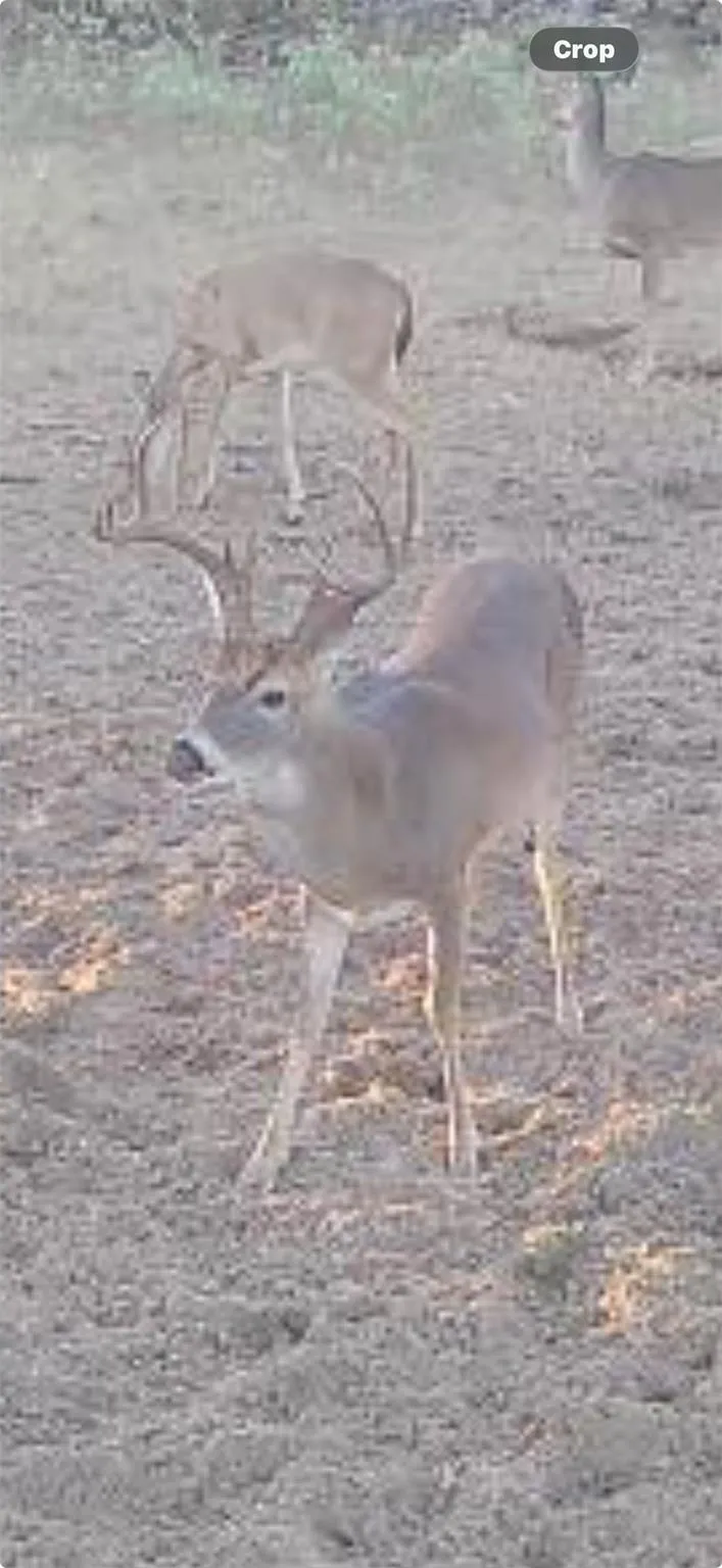 4242 Fm 1680 Waelder, TX 78959