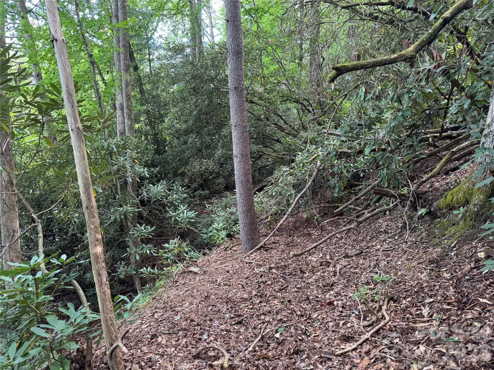 000 Wilson Road Pisgah Forest, NC 28768