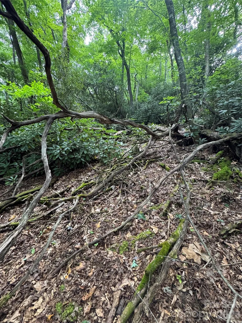 000 Wilson Road Pisgah Forest, NC 28768