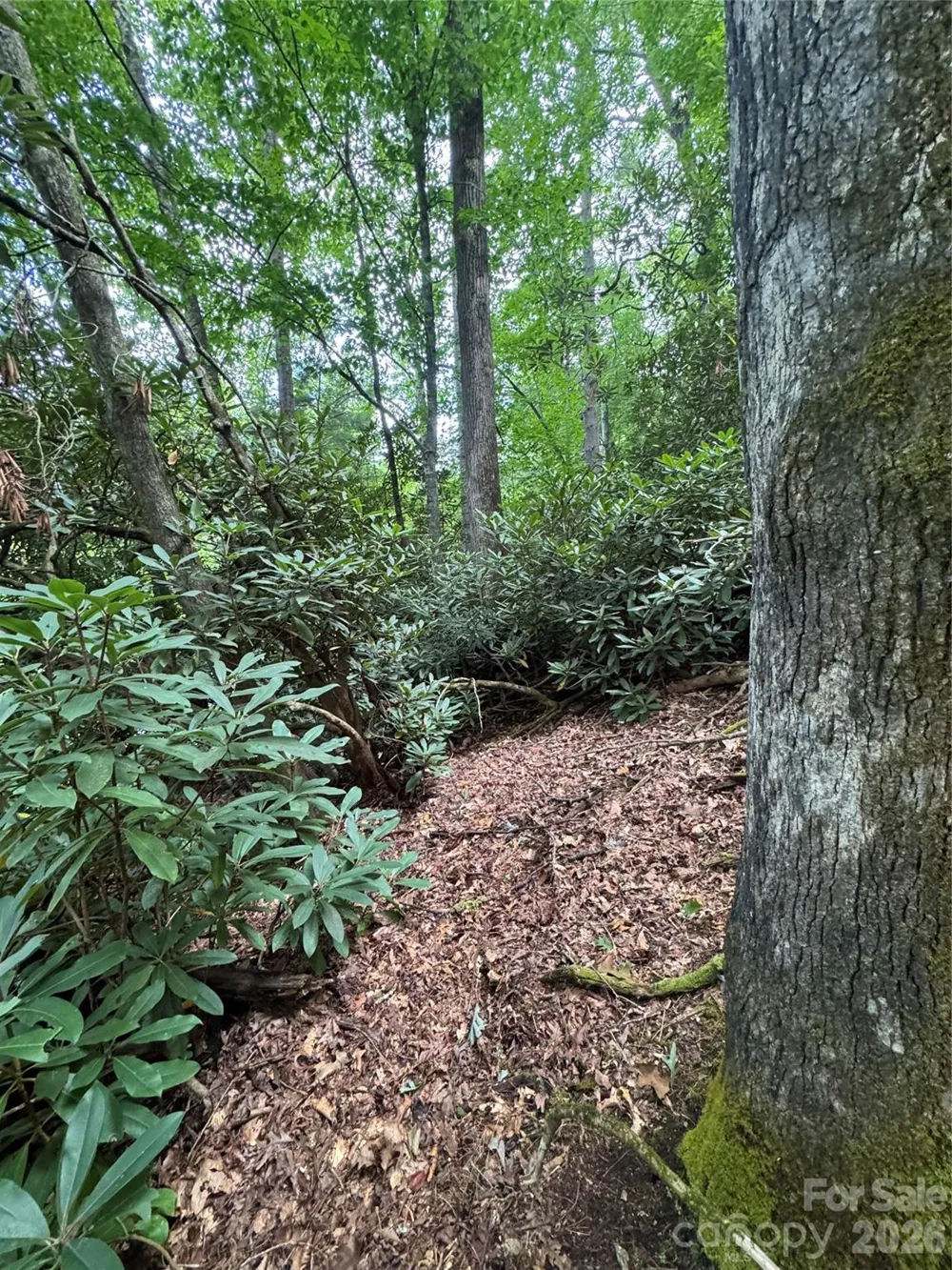 000 Wilson Road Pisgah Forest, NC 28768