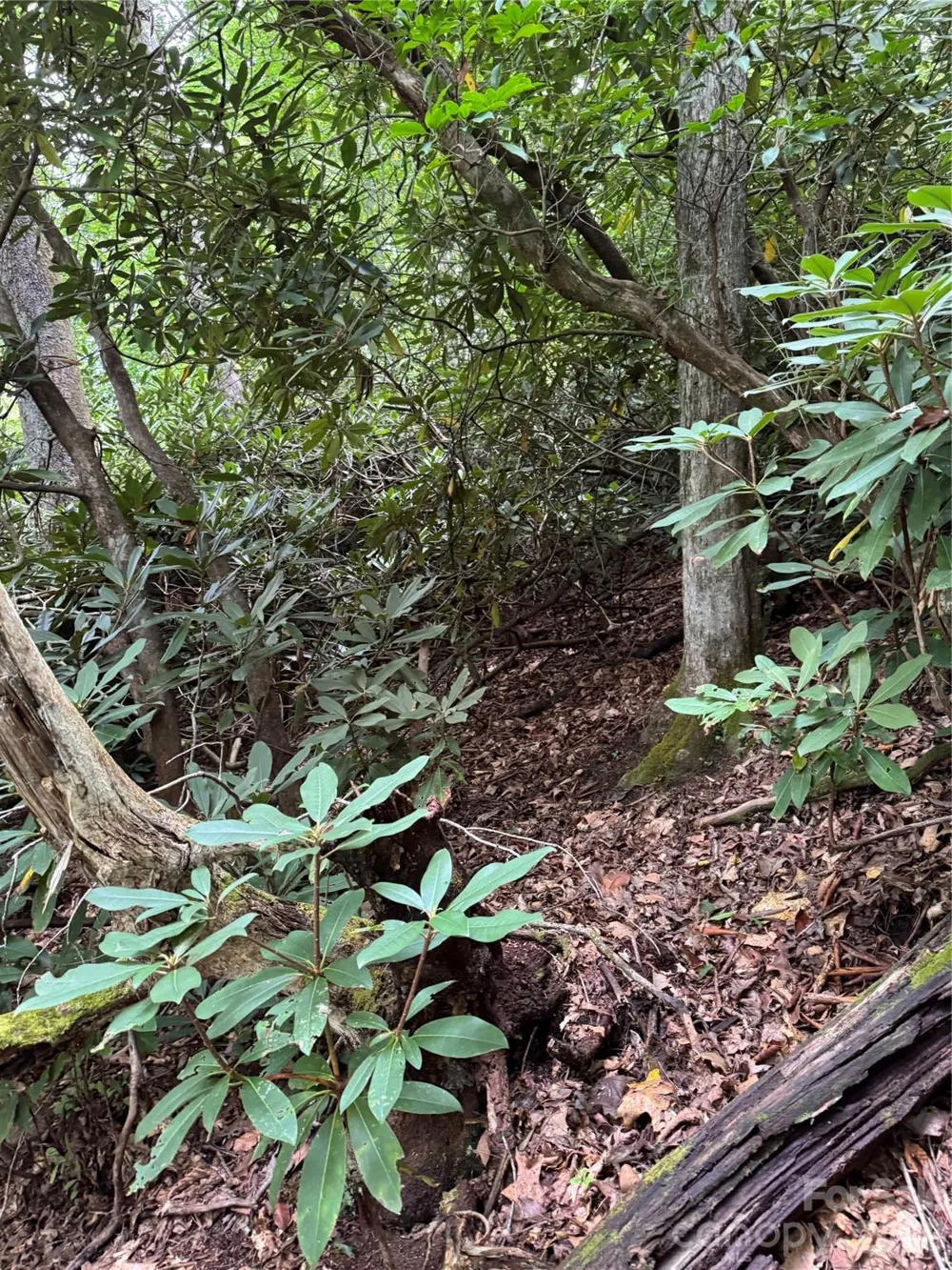 000 Wilson Road Pisgah Forest, NC 28768