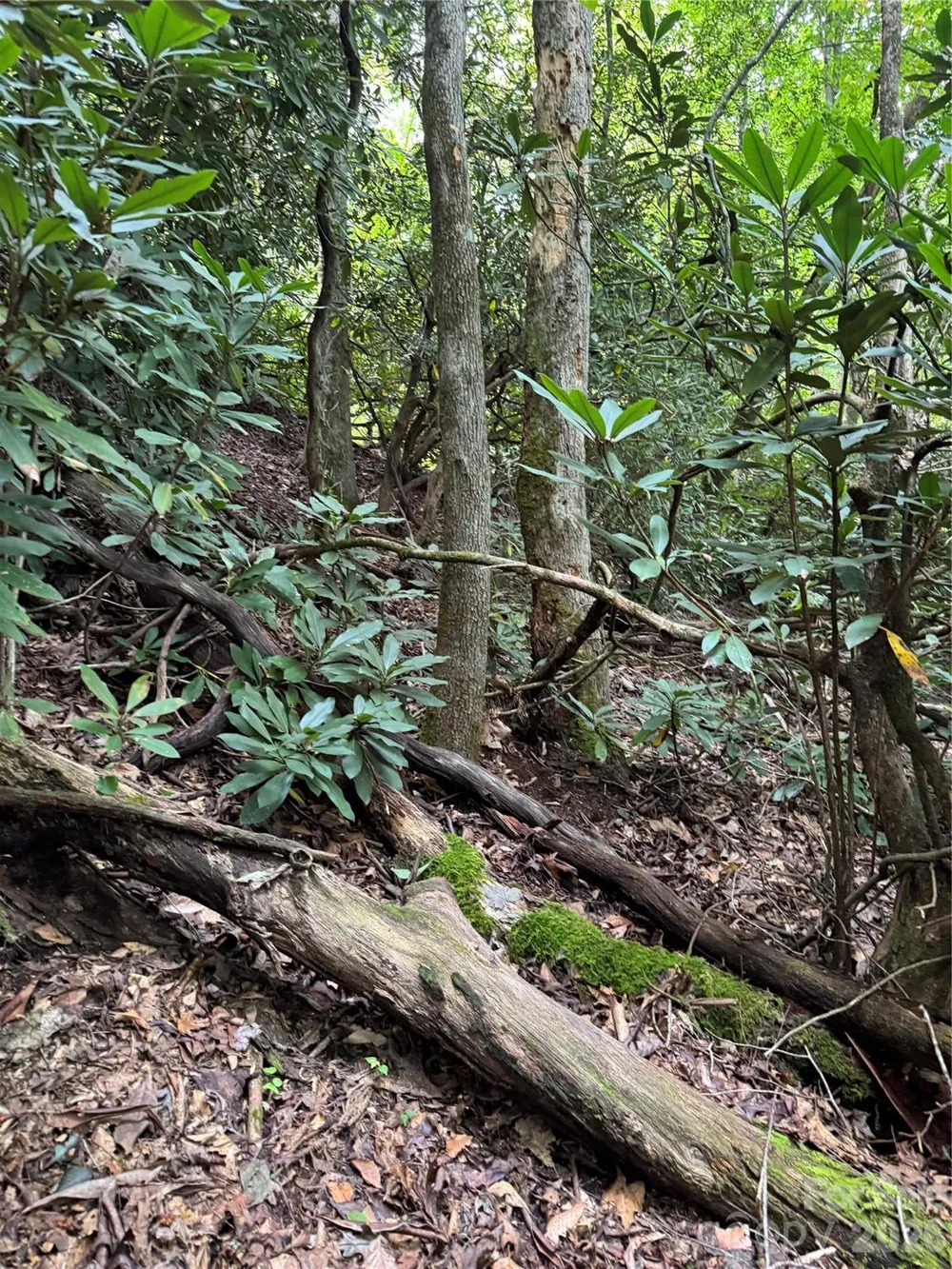 000 Wilson Road Pisgah Forest, NC 28768