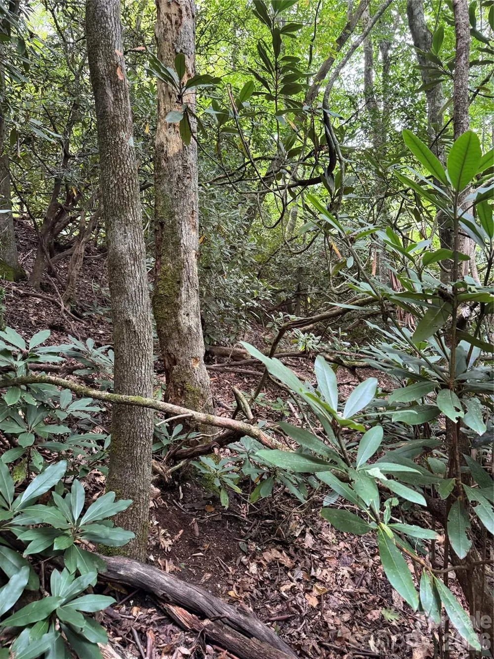 000 Wilson Road Pisgah Forest, NC 28768
