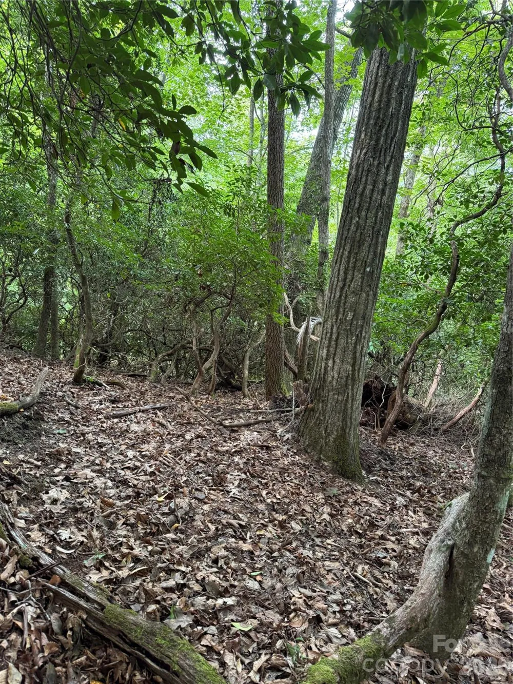 000 Wilson Road Pisgah Forest, NC 28768