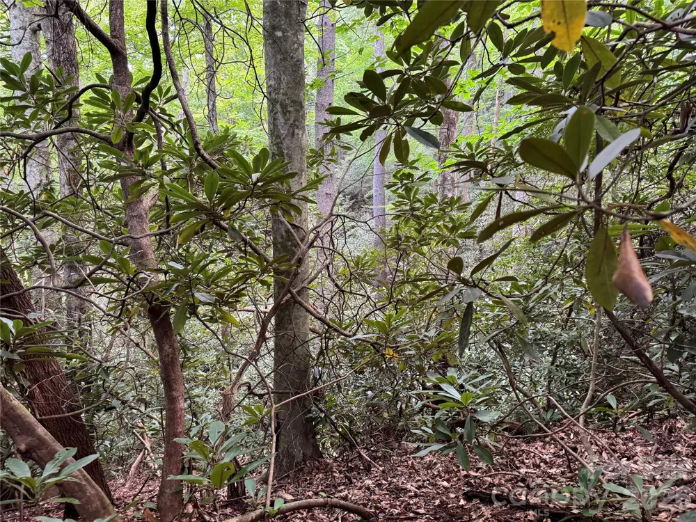 000 Wilson Road Pisgah Forest, NC 28768
