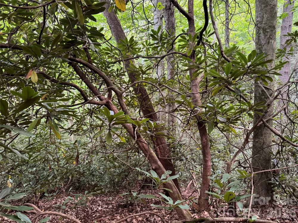 000 Wilson Road Pisgah Forest, NC 28768