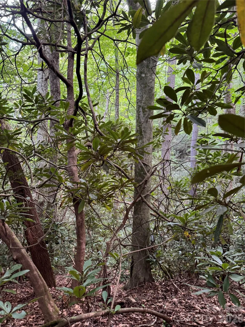 000 Wilson Road Pisgah Forest, NC 28768