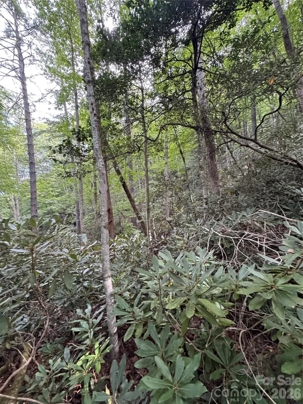 000 Wilson Road Pisgah Forest, NC 28768