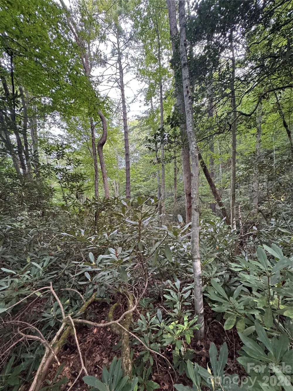 000 Wilson Road Pisgah Forest, NC 28768