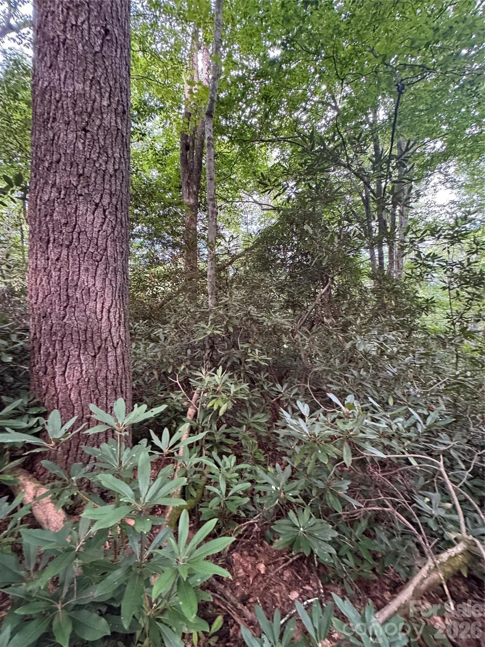 000 Wilson Road Pisgah Forest, NC 28768